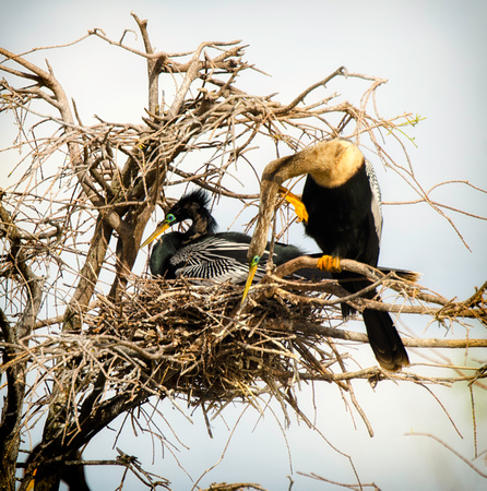 nesting birds, anhinga