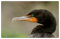 Profile Of a Cormorant