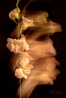 Flourishing Orchid