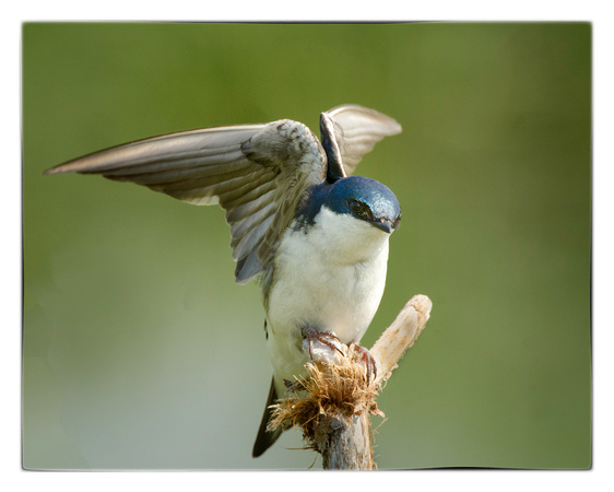 Tree-Swallow