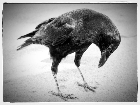 bird raven