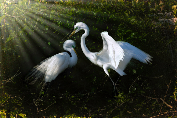 Mating Pair of Egrets