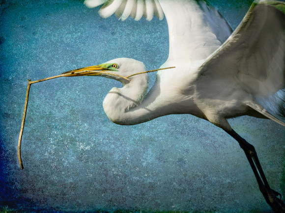 Egret with Branch in Flight