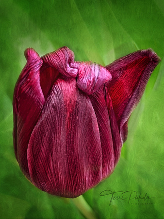 Tulip