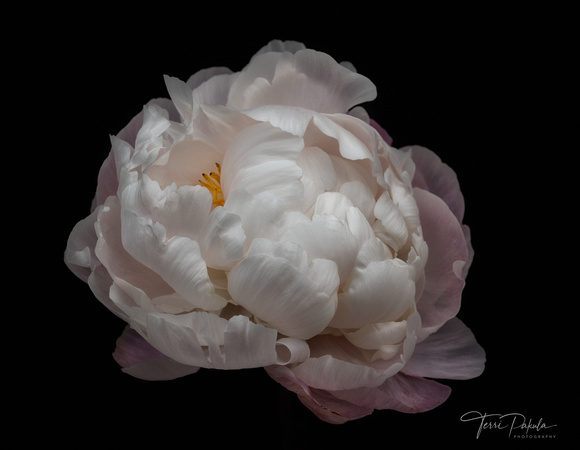 Peony