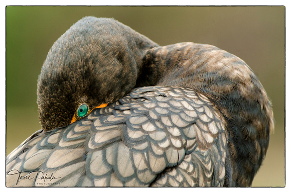 Cormorant