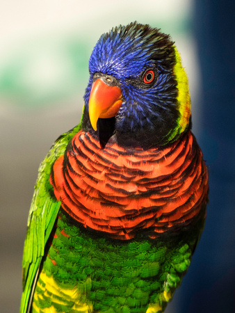 parrot lorikeet